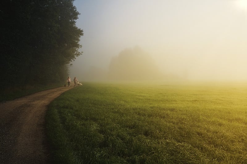 Mystical Meadows
